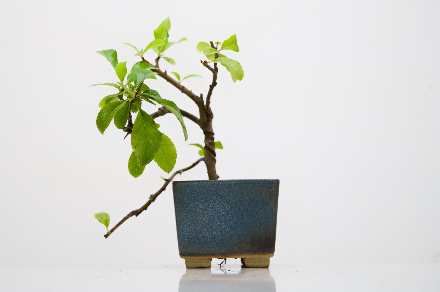 Pyracantha Bonsai Tree