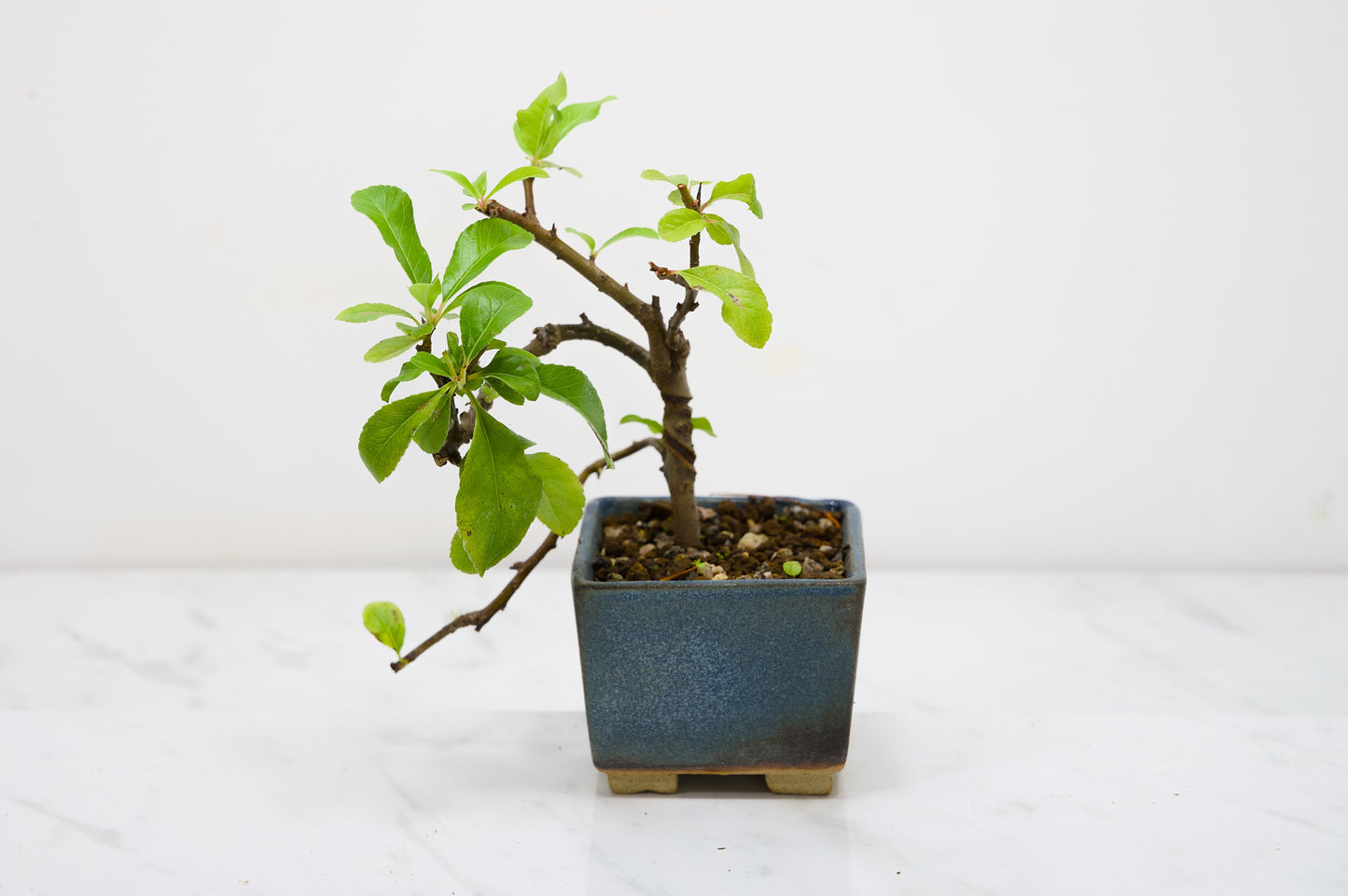 Pyracantha Bonsai Tree