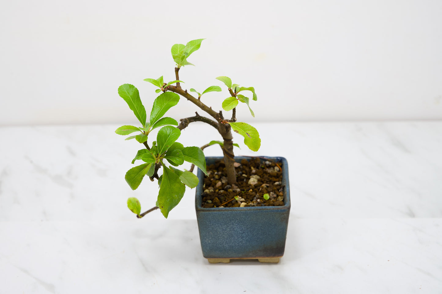 Pyracantha Bonsai Tree