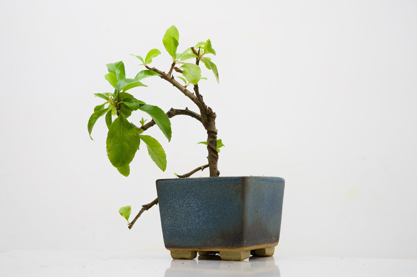 Pyracantha Bonsai Tree