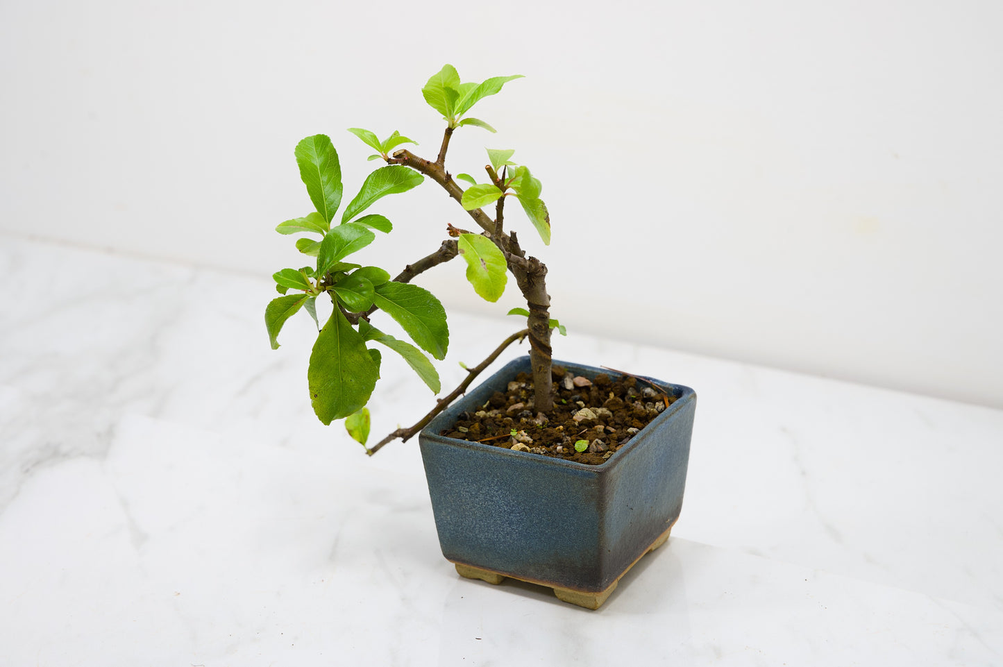 Pyracantha Bonsai Tree