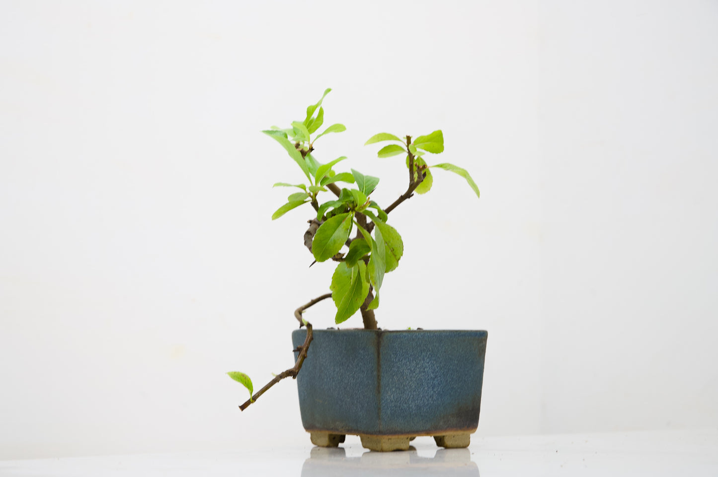 Pyracantha Bonsai Tree