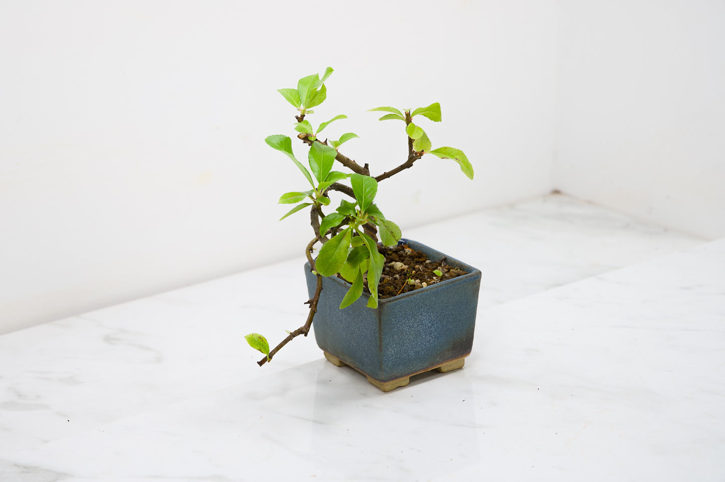 Pyracantha Bonsai Tree