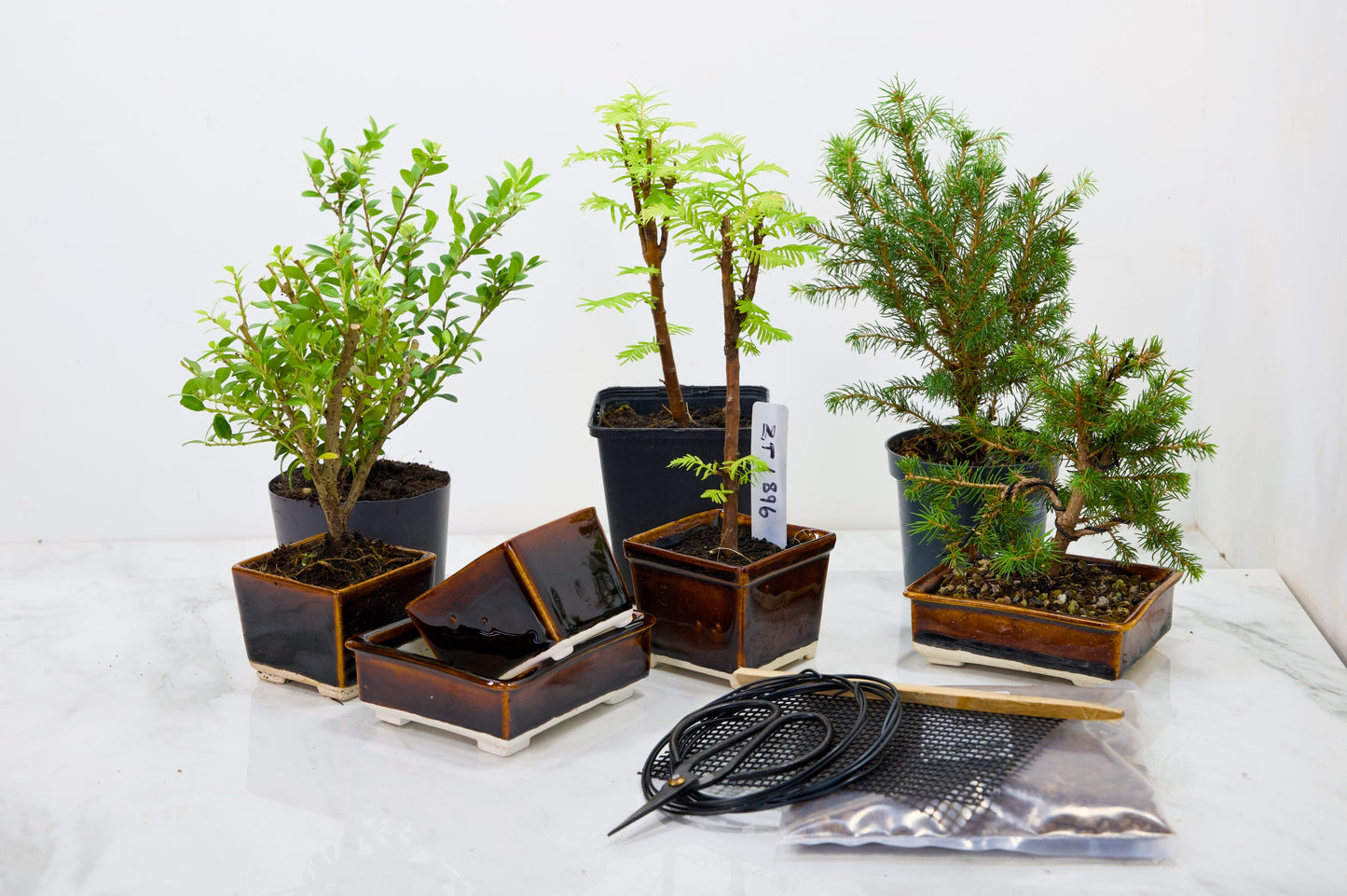 Japanese Black Pine - Bonsai Starter  Bundle