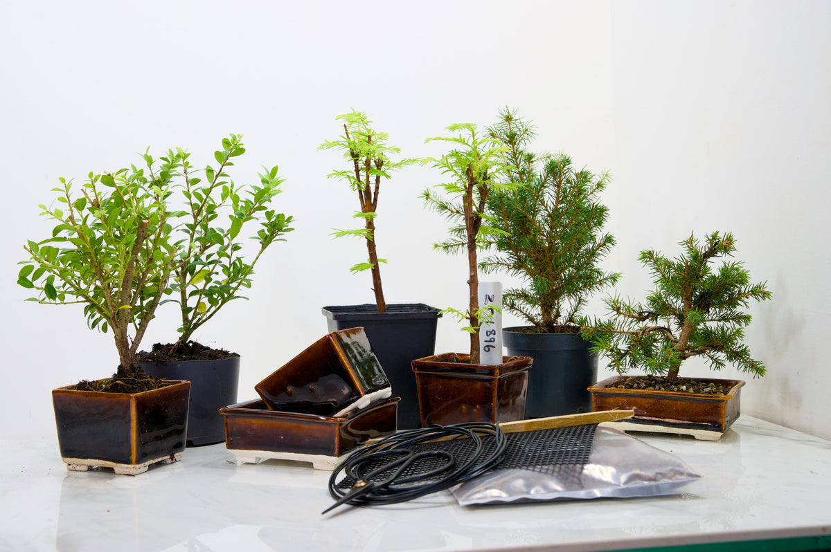 Dawn Redwood  Bonsai Starter Bundle