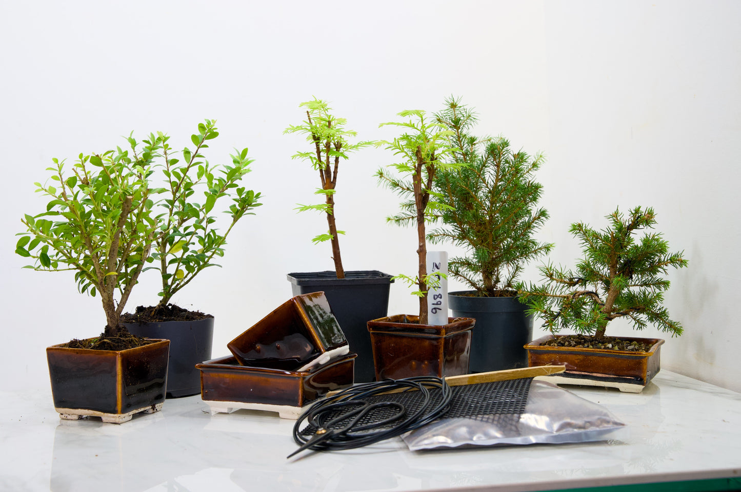 Mandarine Bonsai Starter Bundle