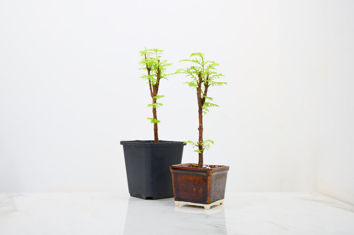 Dawn Redwood  Bonsai Starter Bundle