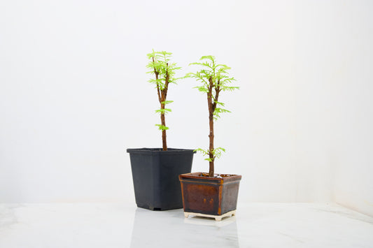 Dawn Redwood  Bonsai Starter Bundle
