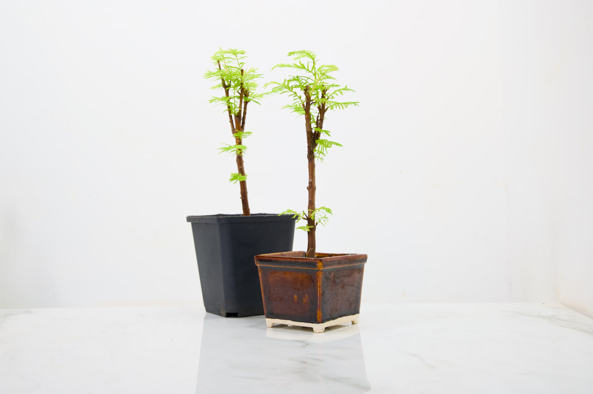 Dawn Redwood  Bonsai Starter Bundle