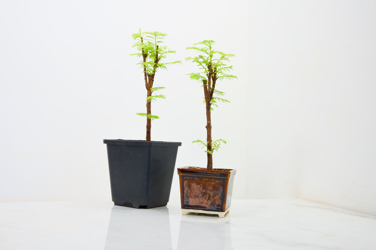 Dawn Redwood  Bonsai Starter Bundle