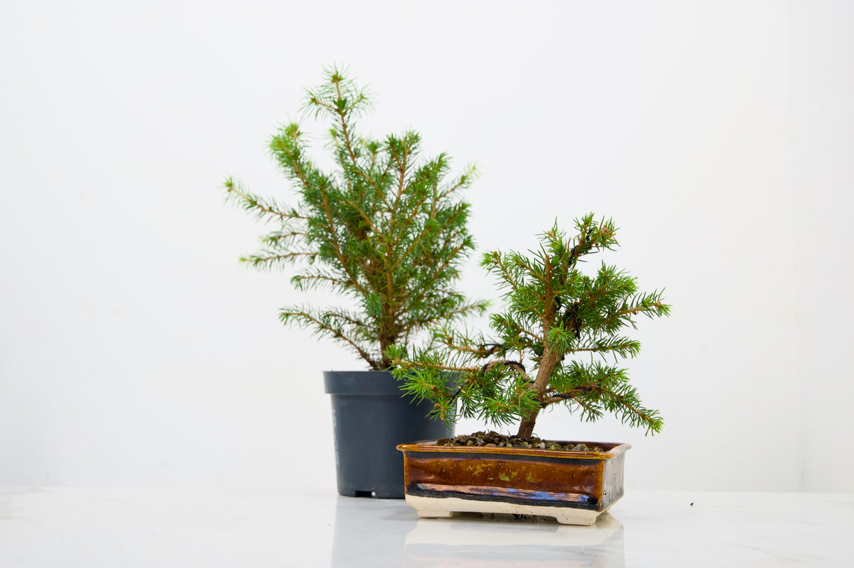 Spruce Bonsai Starter  Bundle