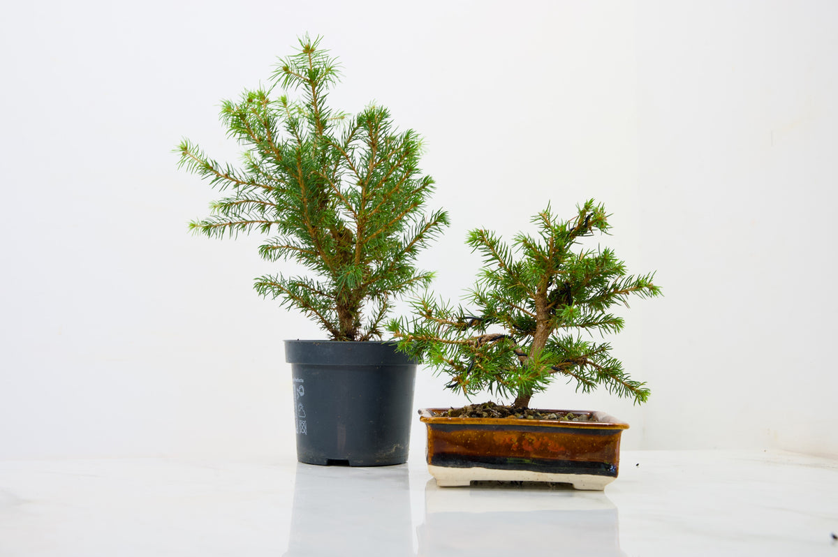 Spruce Bonsai Starter  Bundle