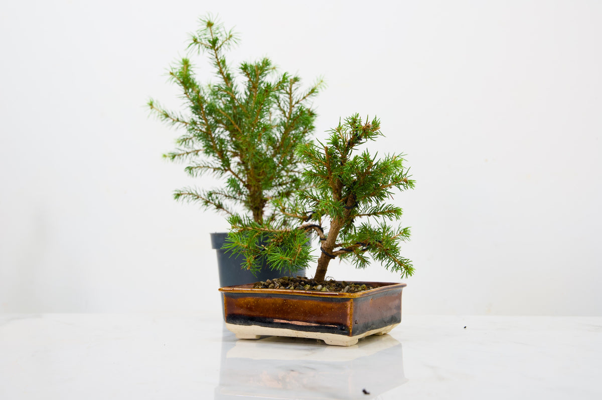 Spruce Bonsai Starter  Bundle