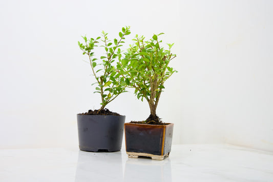 Japanese Holly- Bonsai  Starter  Bundle