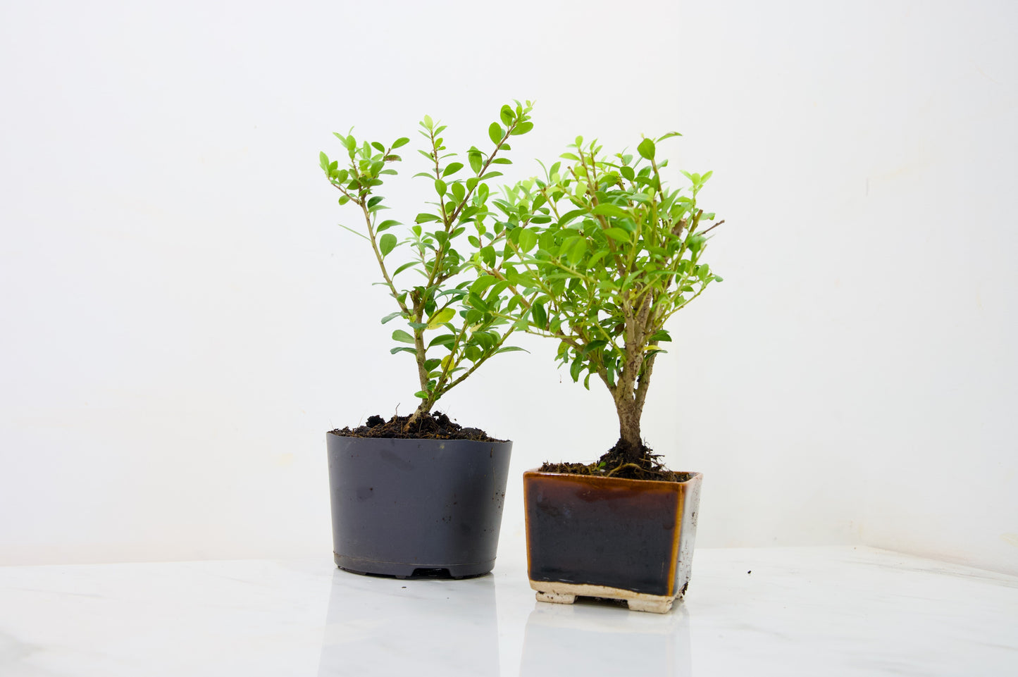 Japanese Holly- Bonsai  Starter  Bundle