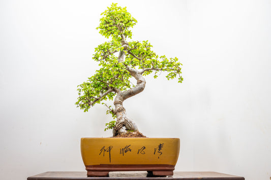 Large Chinese Elm Bonsai in 35cm Chinese Yellow Ceramic Pot