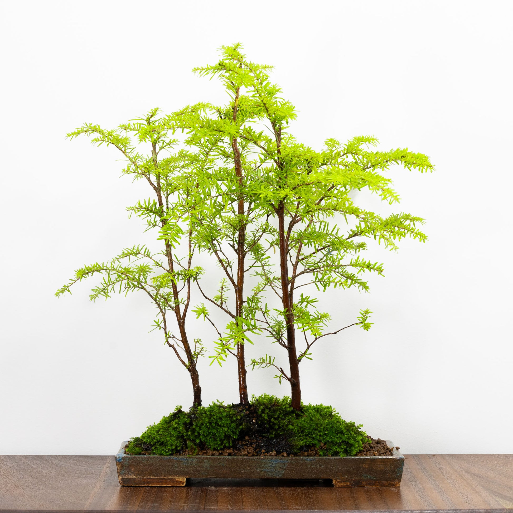 Eastern Hemlock - Tsuga canadensis Group Planting - 26cm Blue Shallow ...