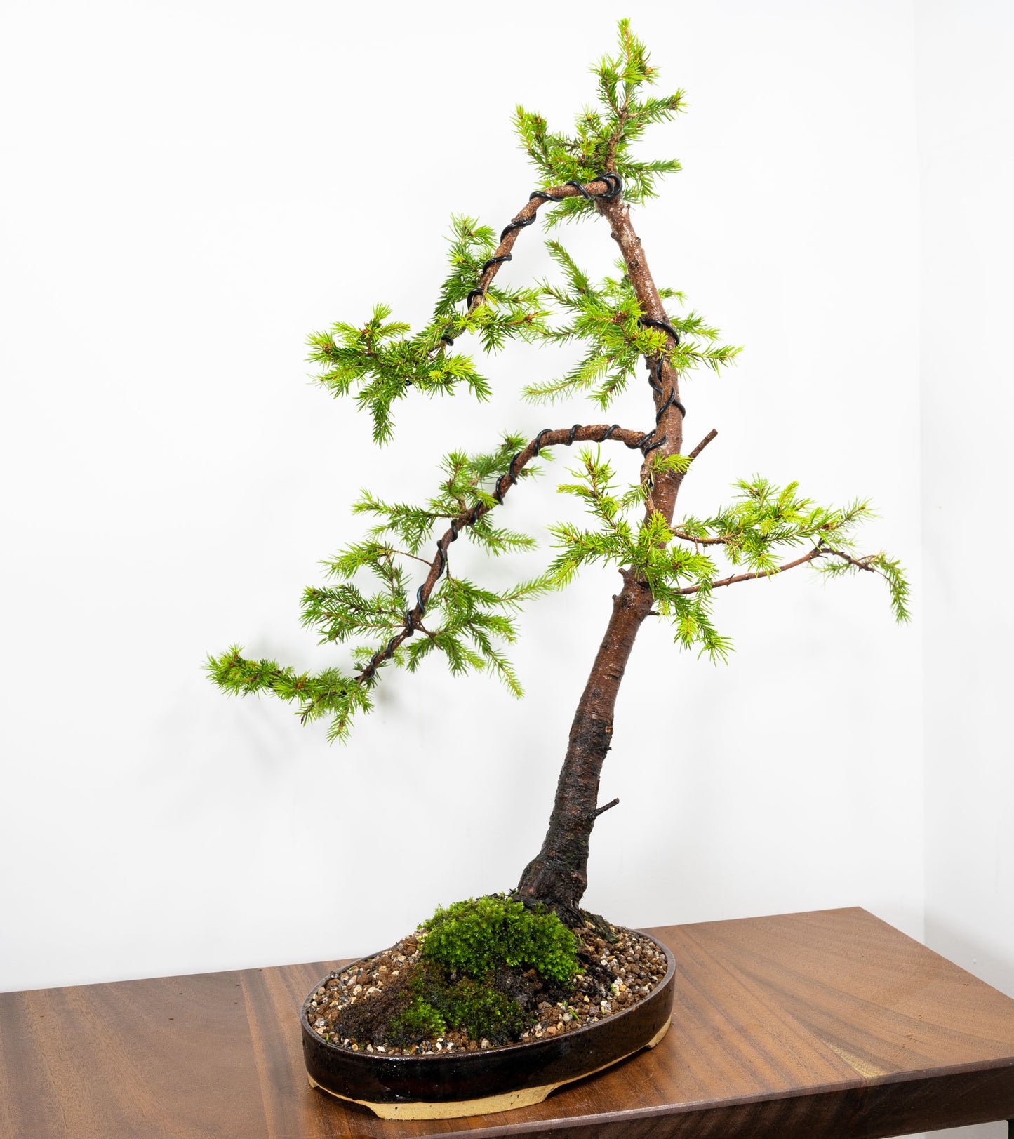 Spruce  Bonsai