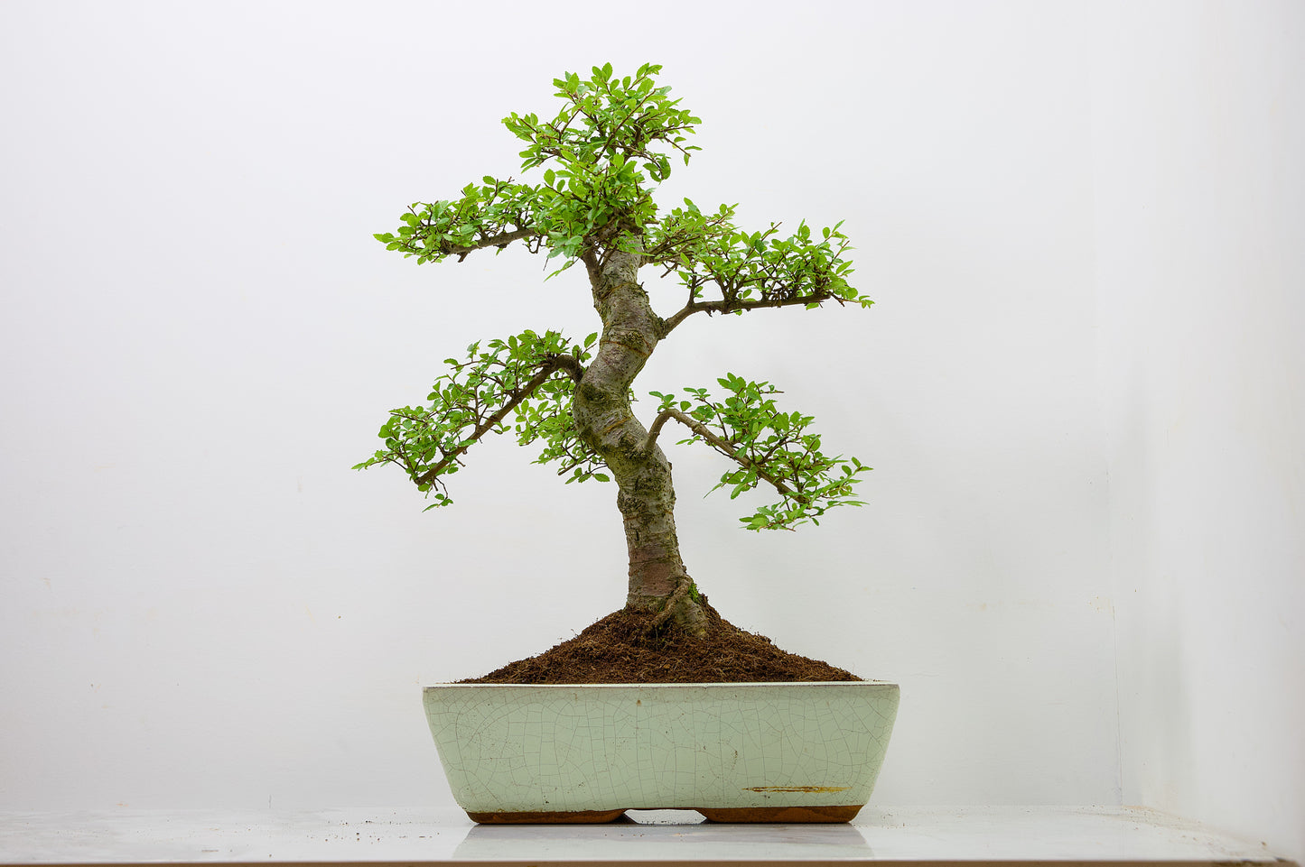 Large Chinese Elm Bonsai in 28cm Cream Pot