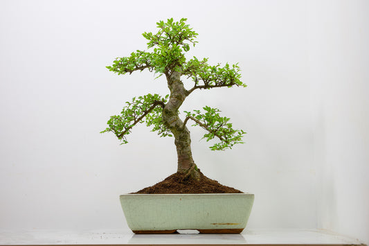 Large Chinese Elm Bonsai in 28cm Cream Pot
