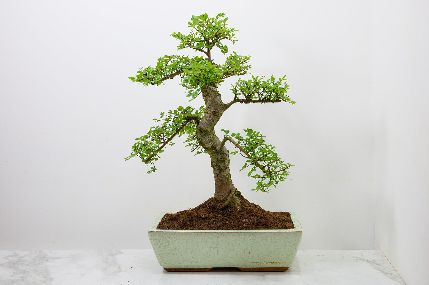 Large Chinese Elm Bonsai in 28cm Cream Pot