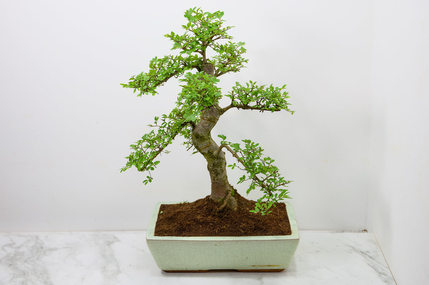 Large Chinese Elm Bonsai in 28cm Cream Pot