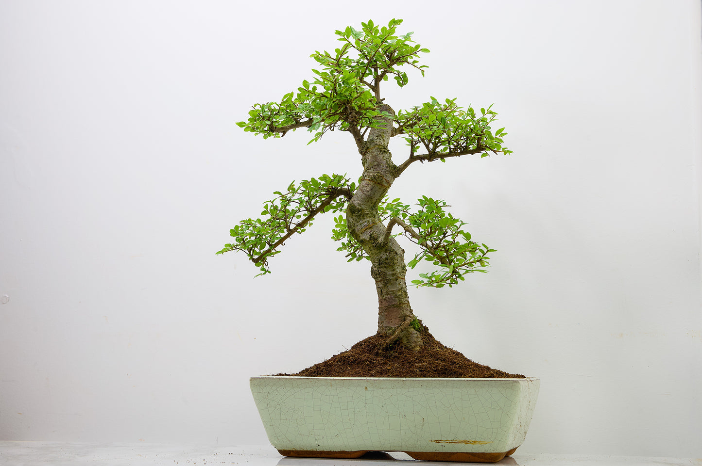 Large Chinese Elm Bonsai in 28cm Cream Pot