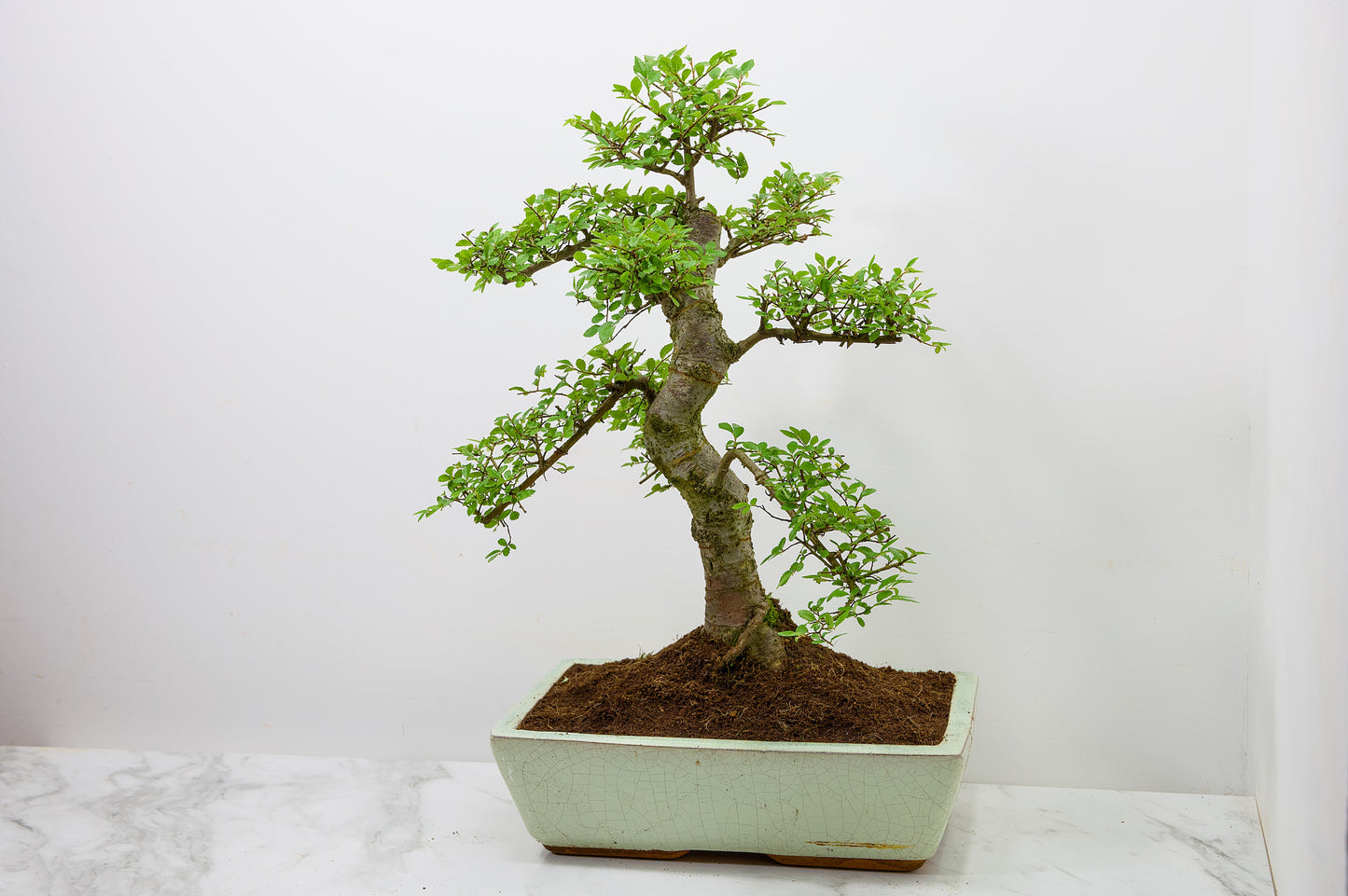 Large Chinese Elm Bonsai in 28cm Cream Pot