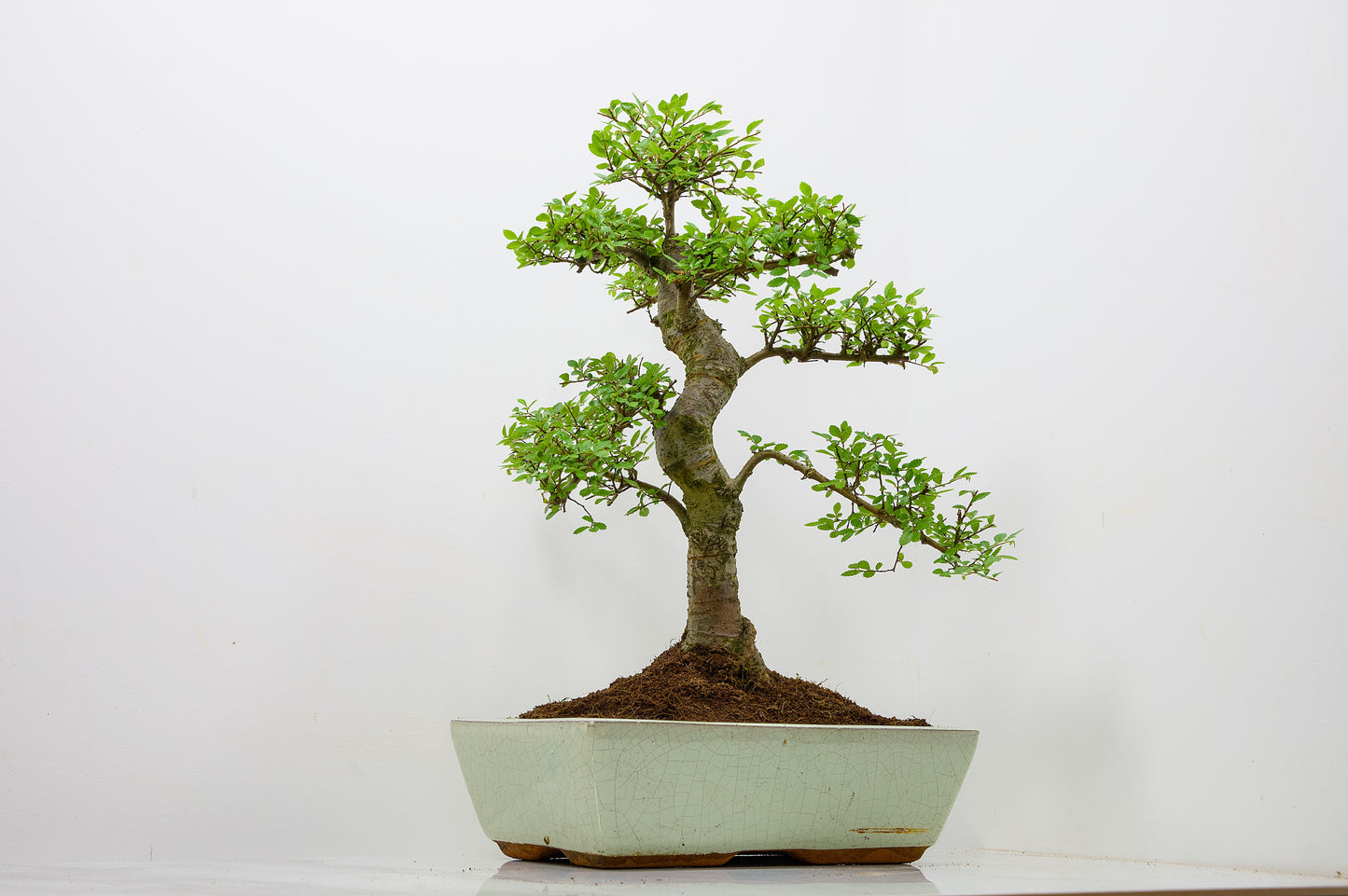 Large Chinese Elm Bonsai in 28cm Cream Pot