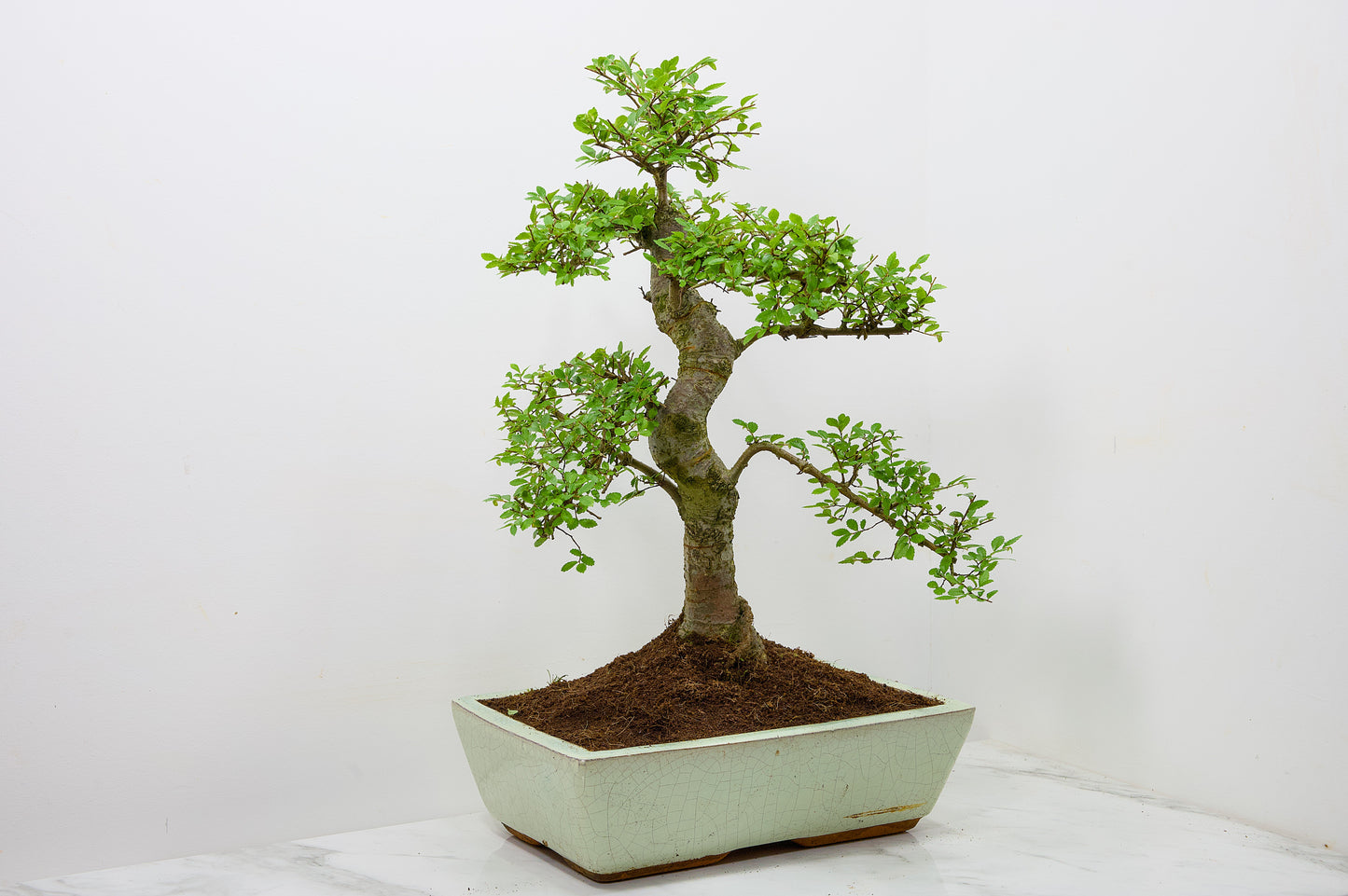 Large Chinese Elm Bonsai in 28cm Cream Pot