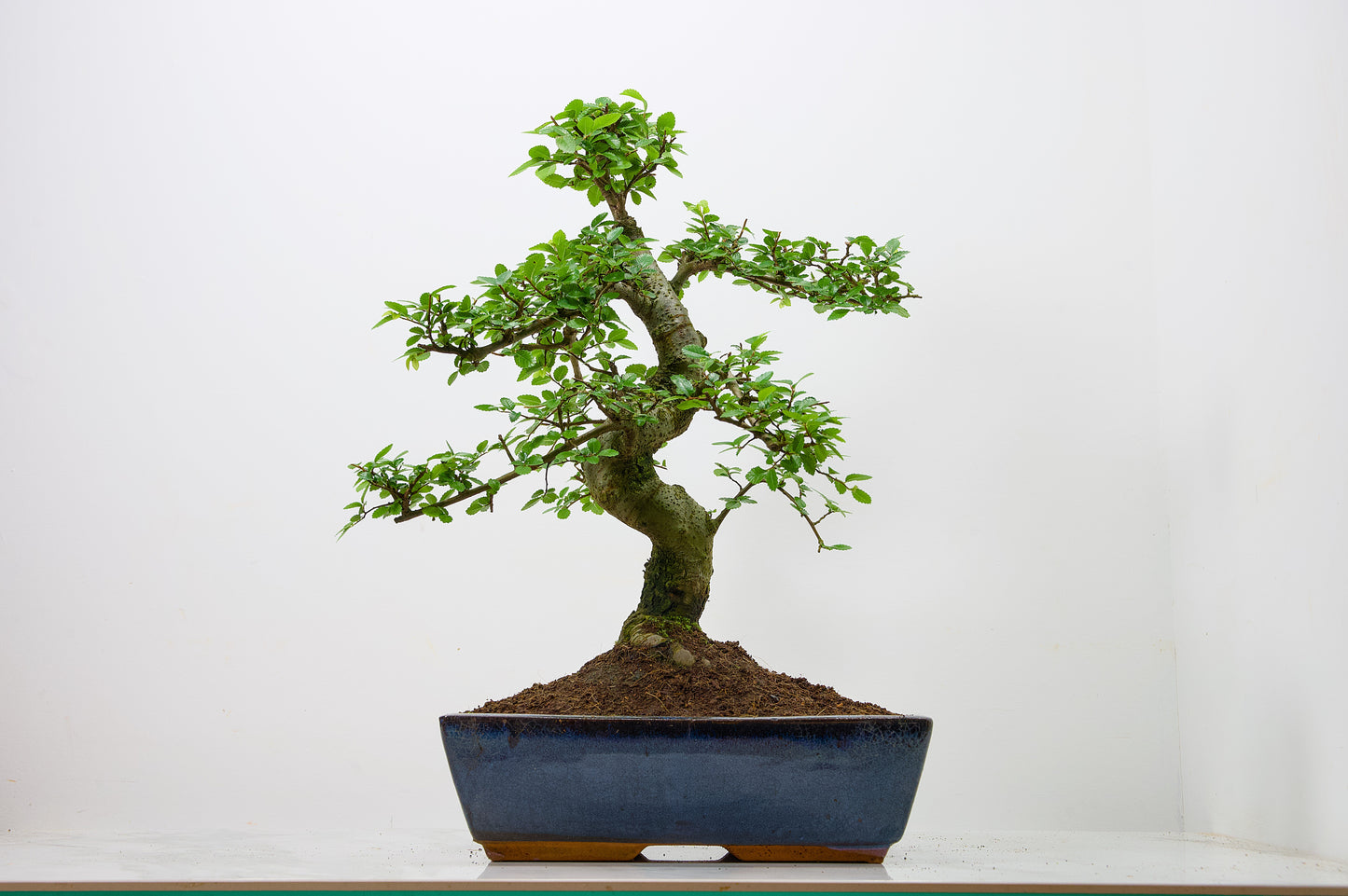 Large Chinese Elm Bonsai in 28cm Navy Pot