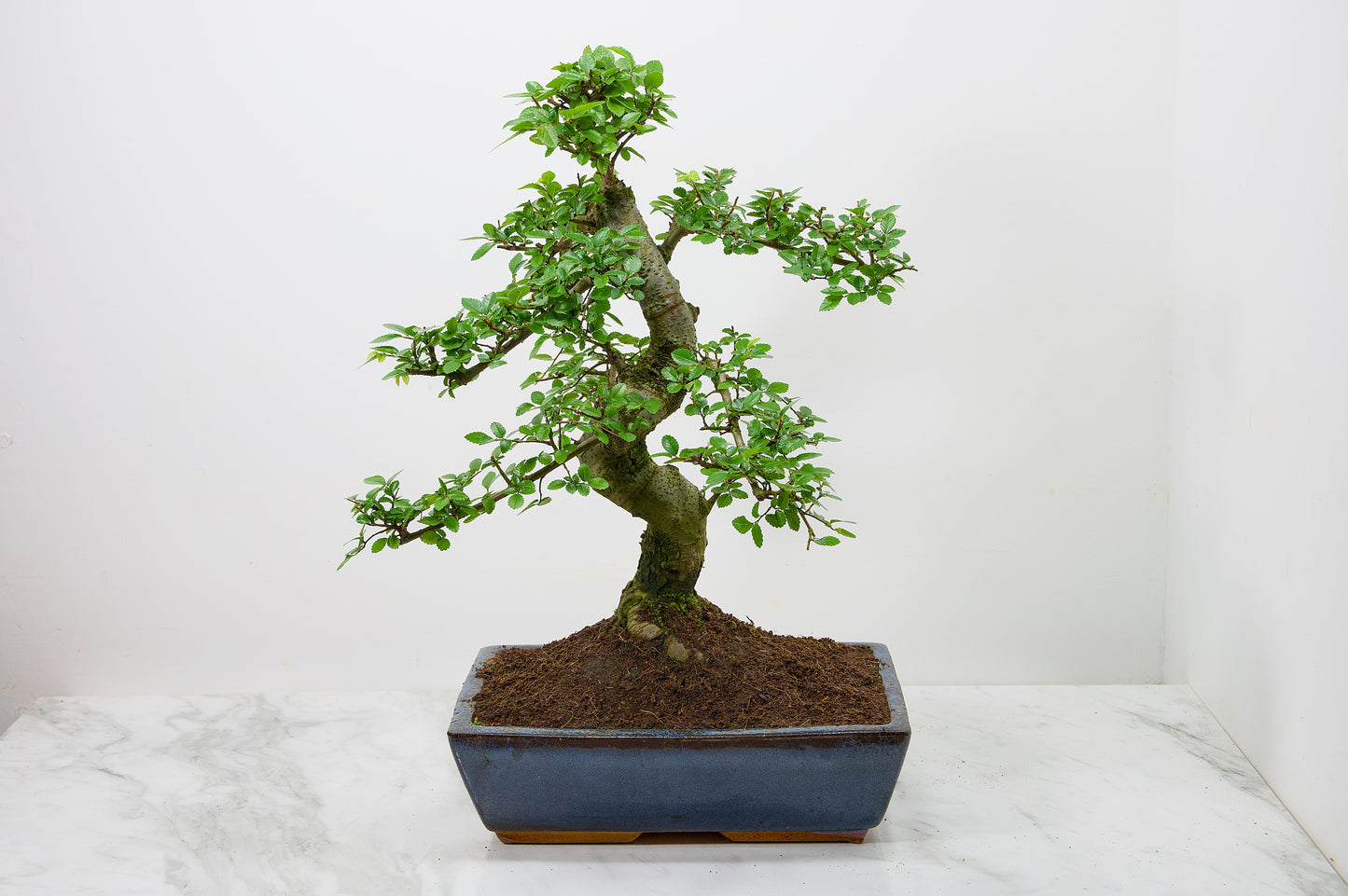 Large Chinese Elm Bonsai in 28cm Navy Pot