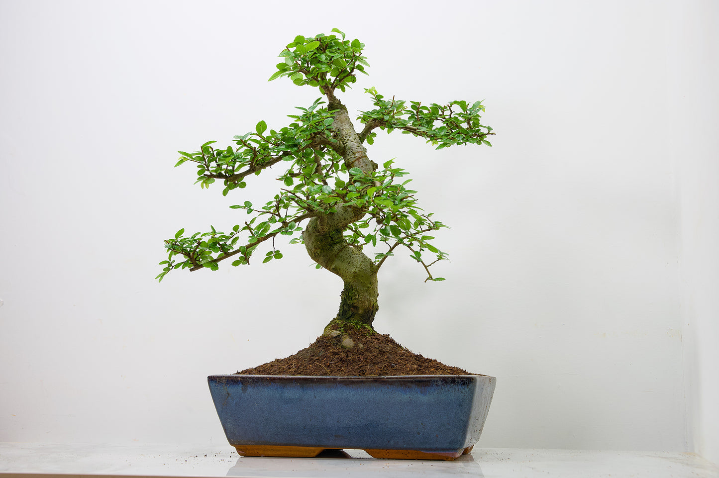 Large Chinese Elm Bonsai in 28cm Navy Pot