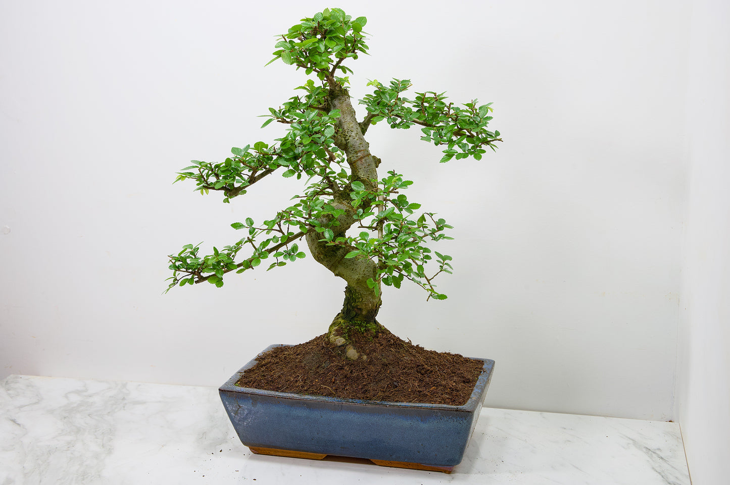 Large Chinese Elm Bonsai in 28cm Navy Pot