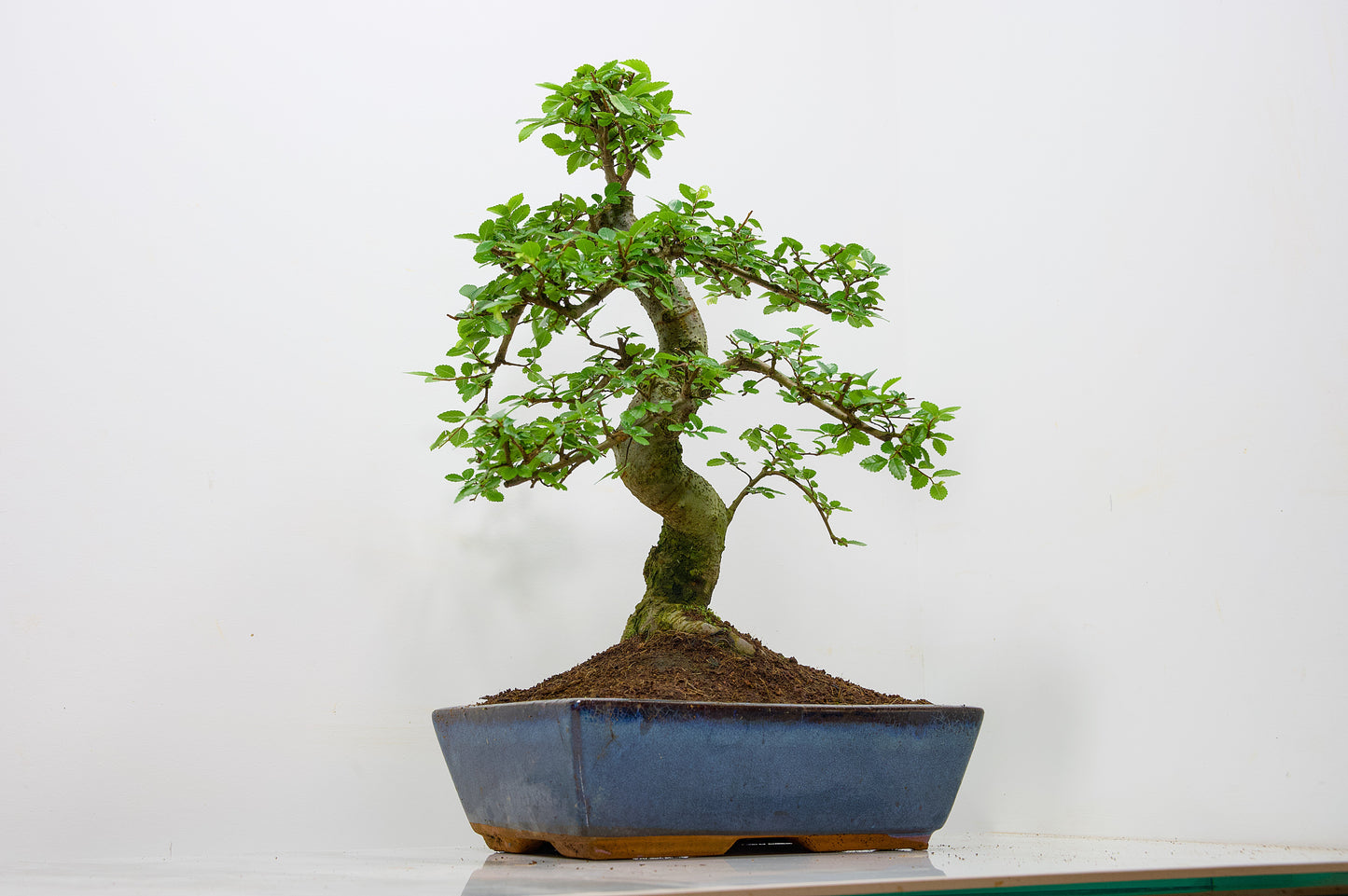 Large Chinese Elm Bonsai in 28cm Navy Pot