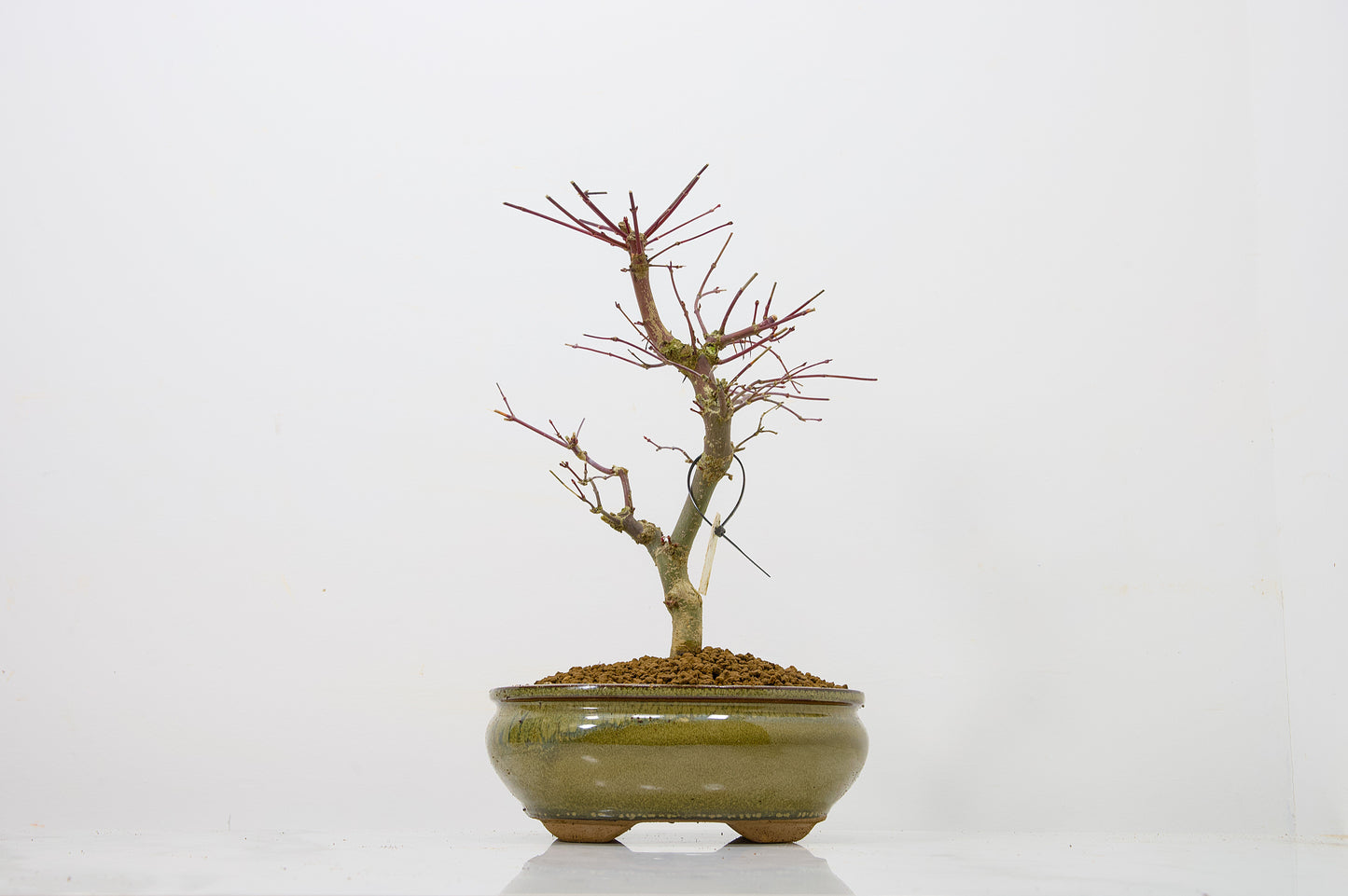 Deshojo Japanese Maple Bonsai+ Care Kit