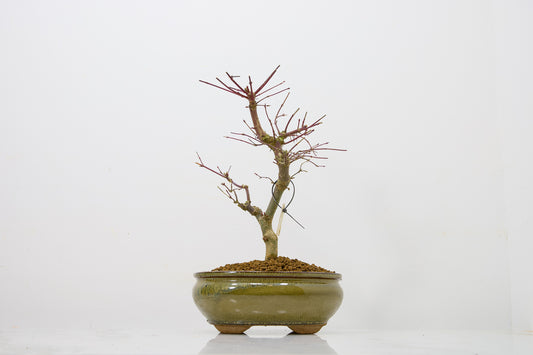 Deshojo Japanese Maple Bonsai+ Care Kit