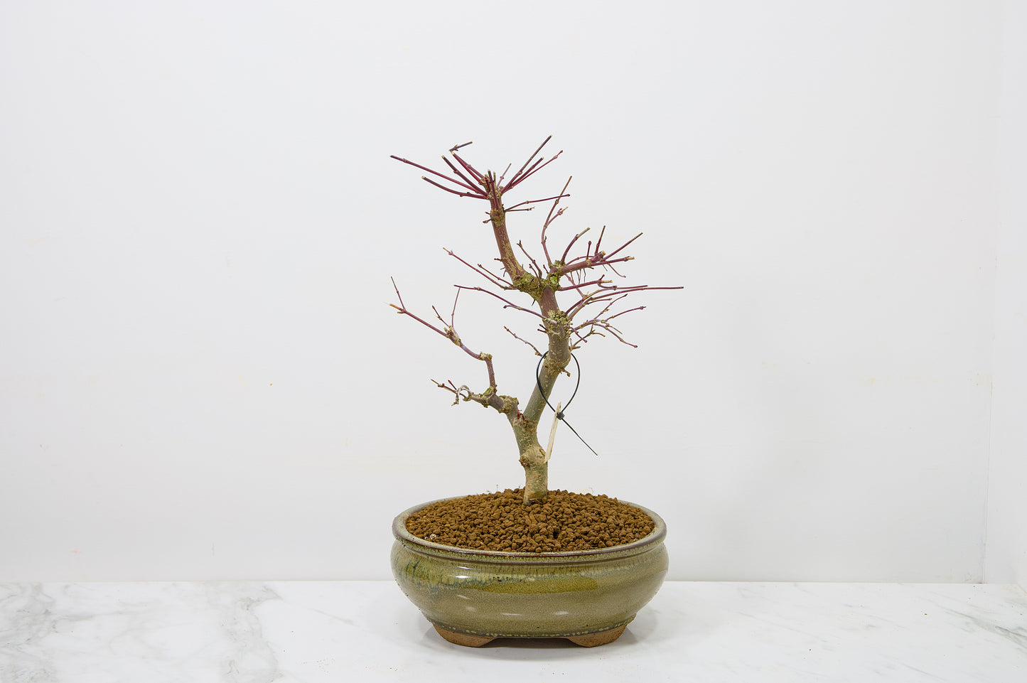 Deshojo Japanese Maple Bonsai+ Care Kit