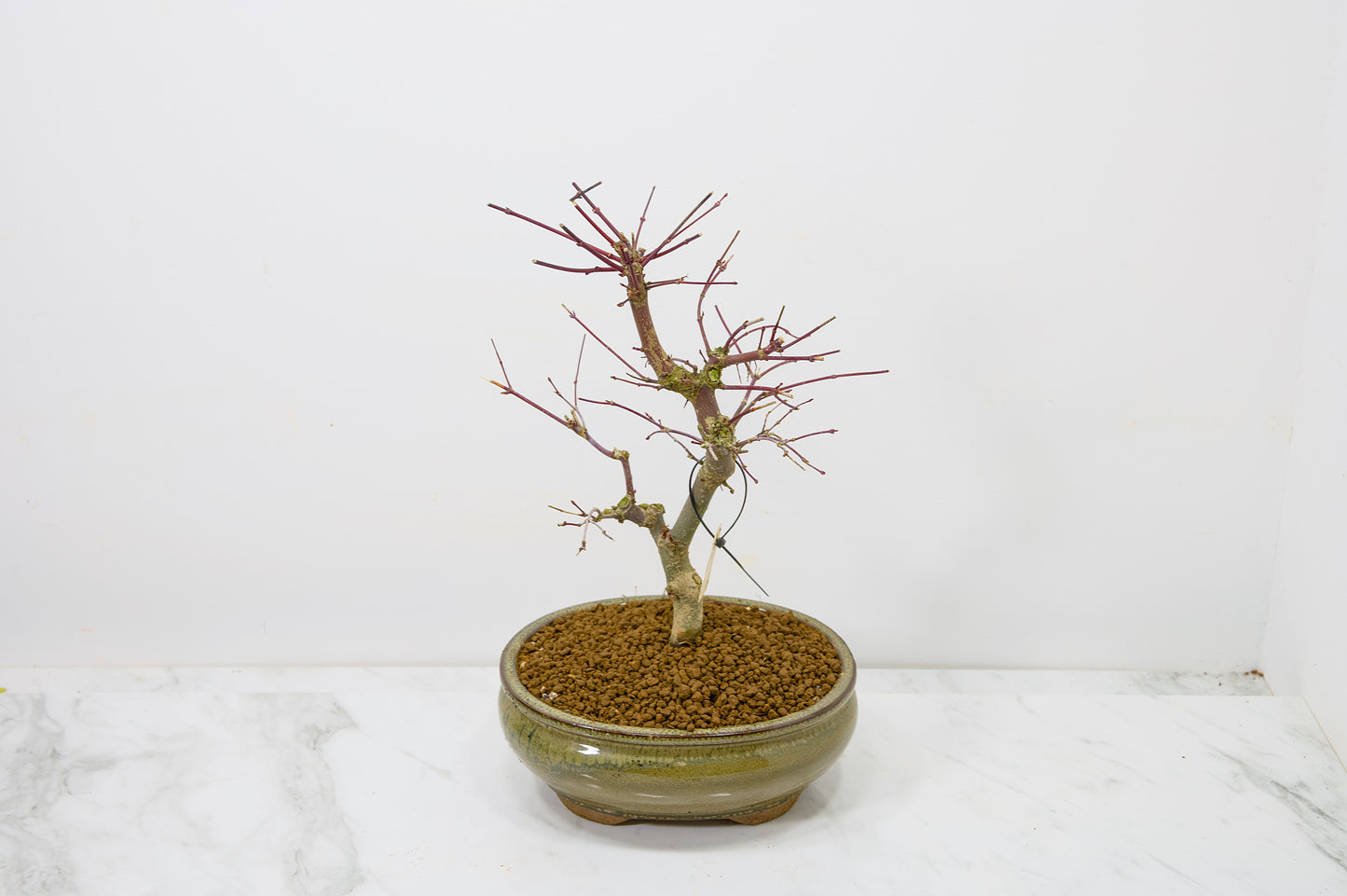 Deshojo Japanese Maple Bonsai+ Care Kit
