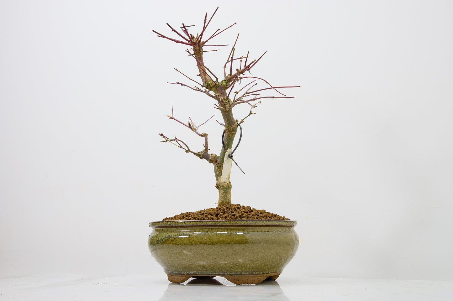 Deshojo Japanese Maple Bonsai+ Care Kit