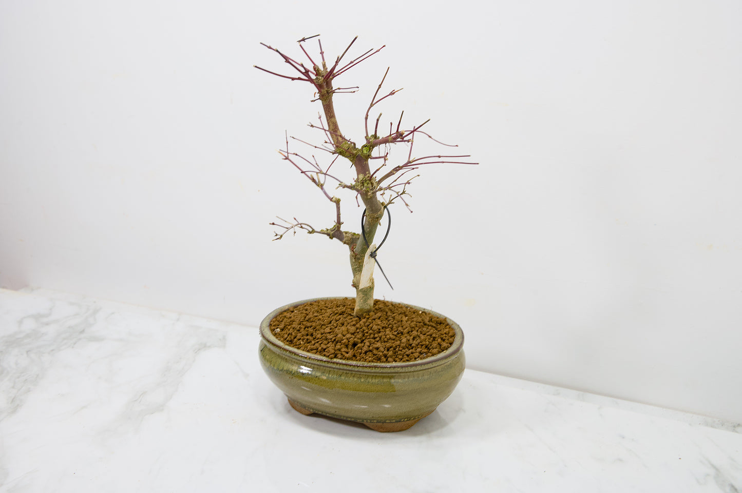 Deshojo Japanese Maple Bonsai+ Care Kit
