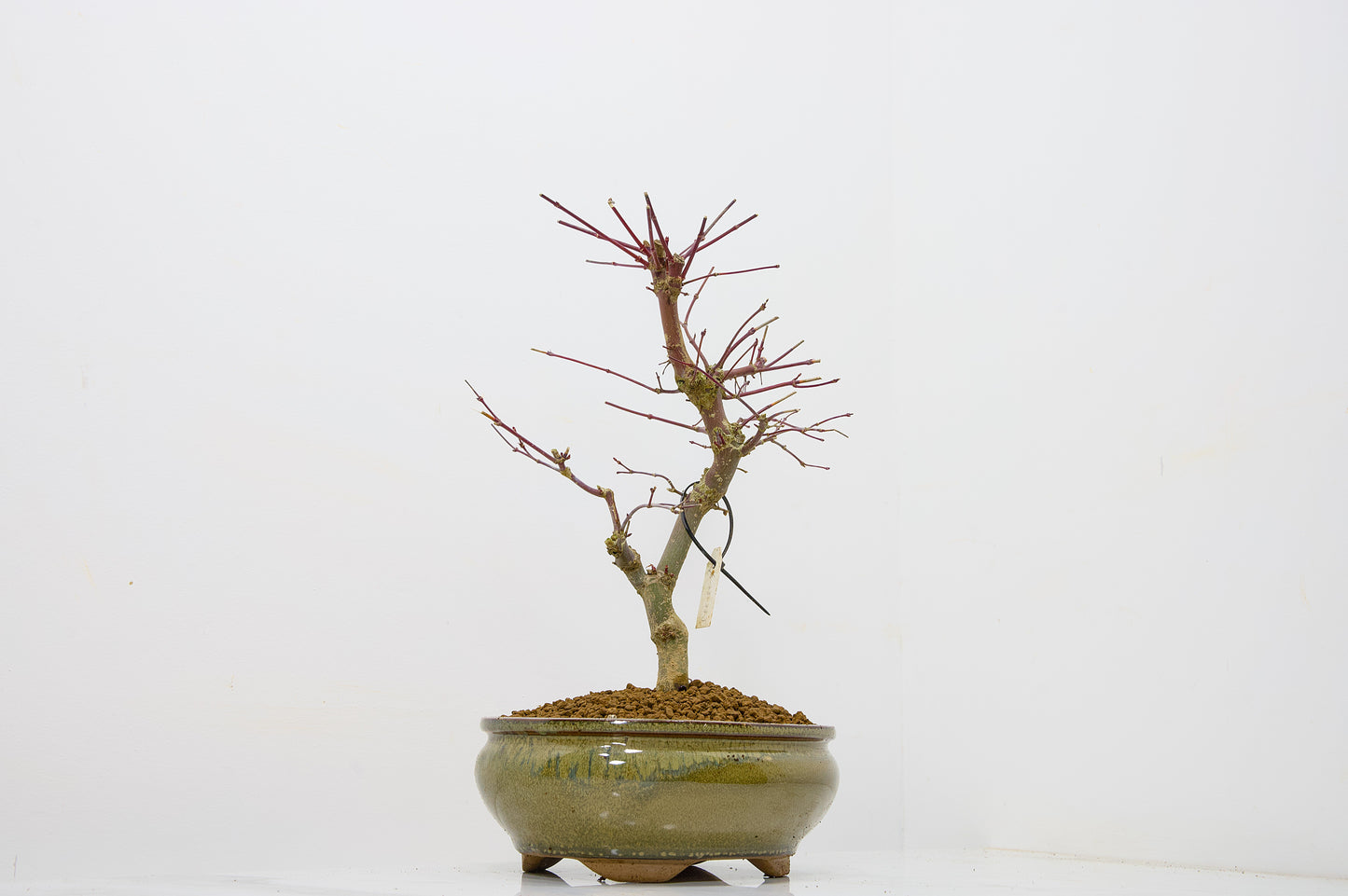 Deshojo Japanese Maple Bonsai+ Care Kit