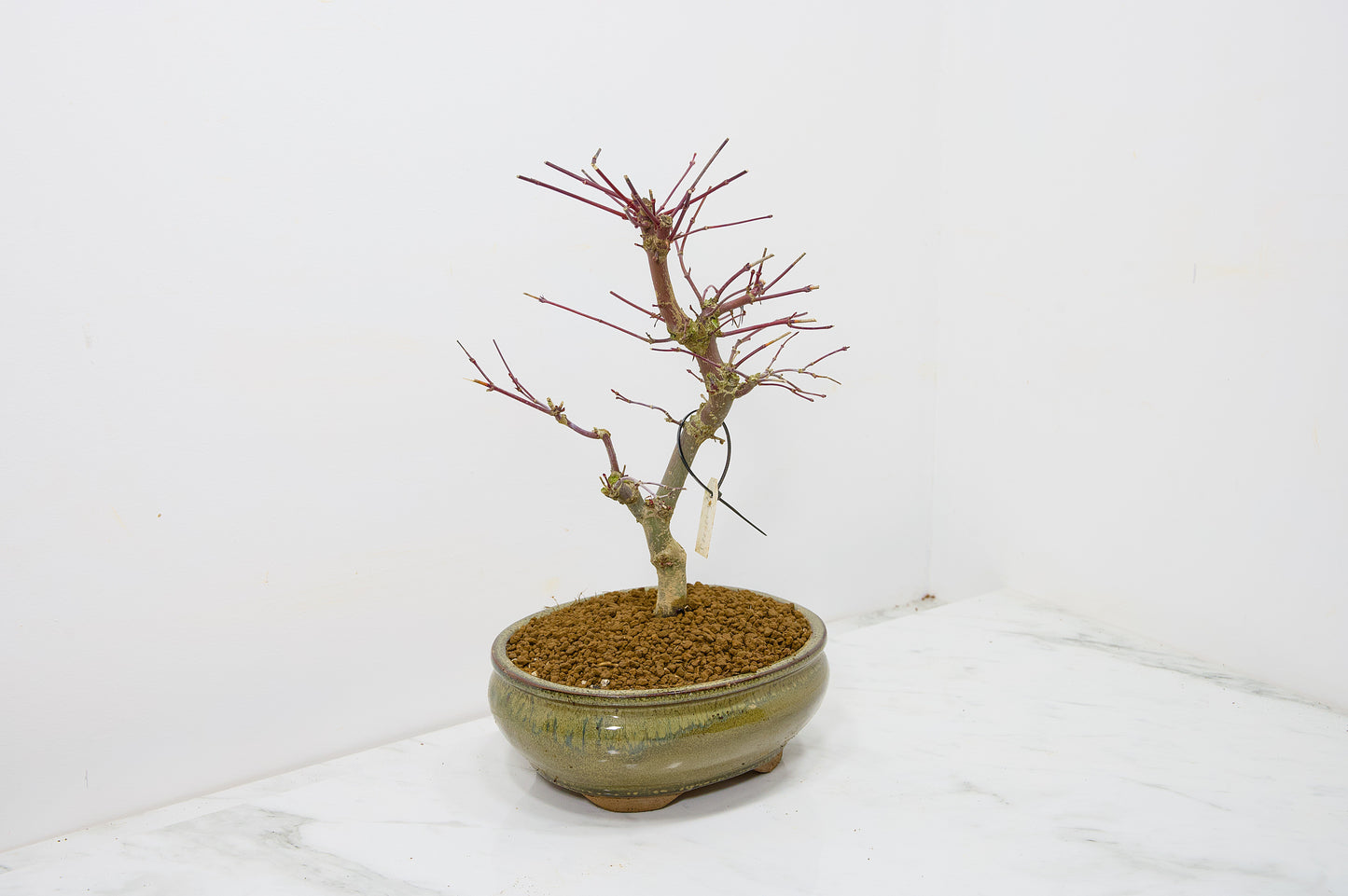 Deshojo Japanese Maple Bonsai+ Care Kit