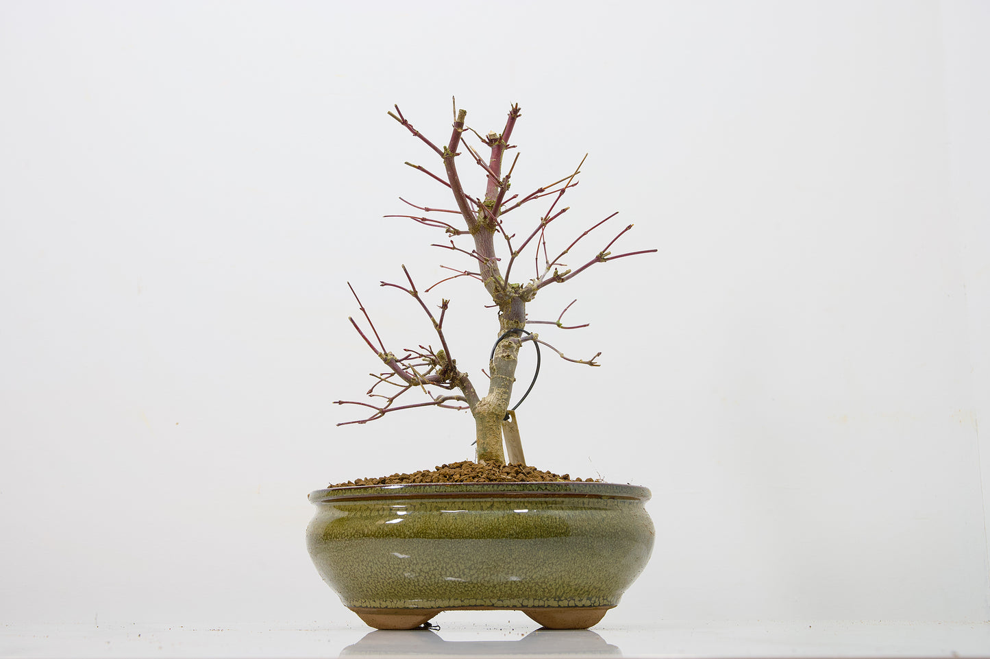 Deshojo Japanese Maple Bonsai+ Care Kit