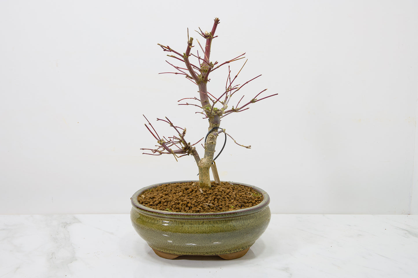 Deshojo Japanese Maple Bonsai+ Care Kit