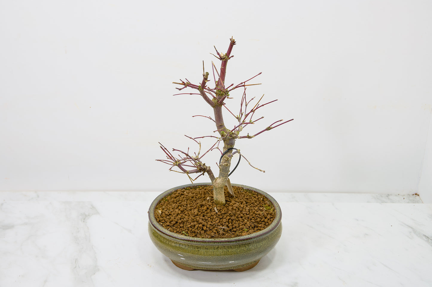 Deshojo Japanese Maple Bonsai+ Care Kit