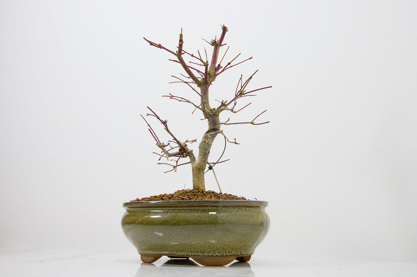Deshojo Japanese Maple Bonsai+ Care Kit