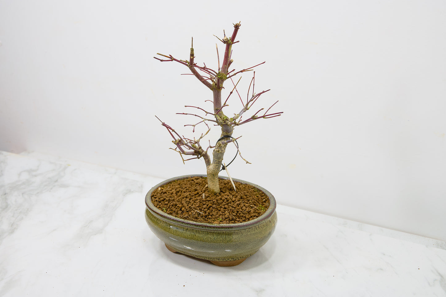Deshojo Japanese Maple Bonsai+ Care Kit