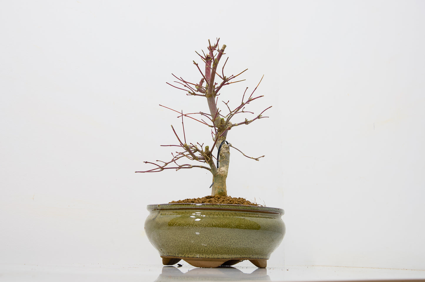 Deshojo Japanese Maple Bonsai+ Care Kit