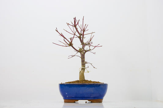Deshojo Japanese Maple Bonsai+ Care Kit